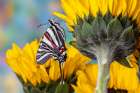 Zebra swallowtail butterfly, native to eastern US, on sunflowers Art Print